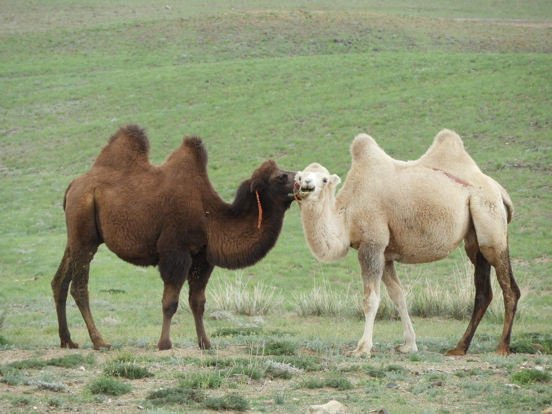 Двугорбый верблюд фото