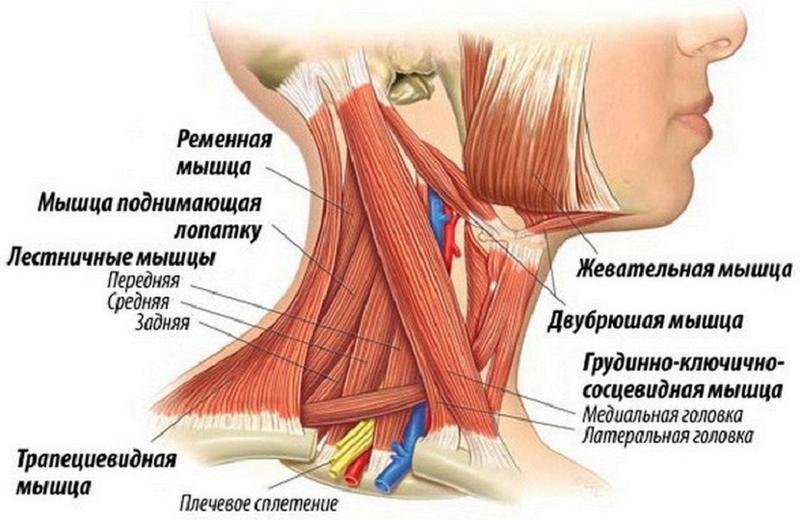 Как накачать передние мышцы шеи